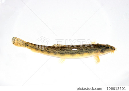 使用球網捕獲底部有卵石的山澗 106012501