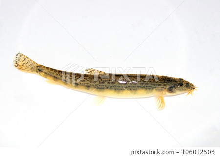 使用球網捕獲底部有卵石的山澗 106012503