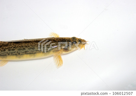 Caught in a mountain stream with a pebble bottom using a ball net Caught in a mountain stream with a pebble bottom using a ball net 106012507