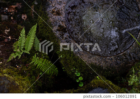 Rock with moss Rock with moss 106012891