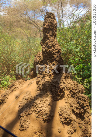 Termite mound in Lake Manyara National Park in Tanzania 106013010