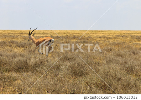 Male Impala (Aepyceros melampus) running in dry savannah in Serengeti National Park, Tanzania Male Impala (Aepyceros melampus) running in dry savannah in Serengeti National Park, Tanzania 106013012
