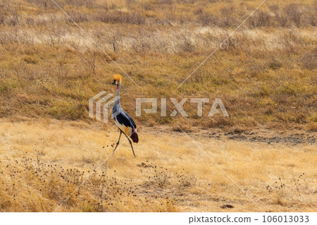 Grey crowned crane (Balearica Regulorum) in Ngorongoro crater national park, Tanzania. Wildlife of Africa 106013033