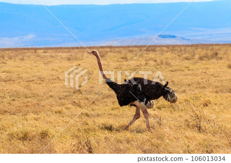 Male ostrich (Struthio camelus) in savanna in Ngorongoro Crater National park in Tanzania. Wildlife of Africa Male ostrich (Struthio camelus) in savanna in Ngorongoro Crater National park in Tanzania. Wildlife of Africa 106013034