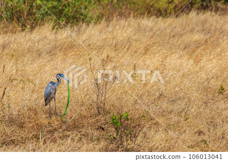 Black-headed heron (Ardea melanocephala) eating eastern green mamba (Dendroaspis angusticeps) snake in dry grass in Ngorongoro Crater National Park, Tanzania Black-headed heron (Ardea melanocephala) eating eastern green mamba (Dendroaspis angusticeps) snake in dry grass in Ngorongoro Crater National Park, Tanzania 106013041