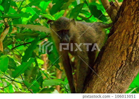 Olive baboon (Papio anubis), also called the Anubis baboon, on a tree in Lake Manyara National Park in Tanzania Olive baboon (Papio anubis), also called the Anubis baboon, on a tree in Lake Manyara National Park in Tanzania 106013051