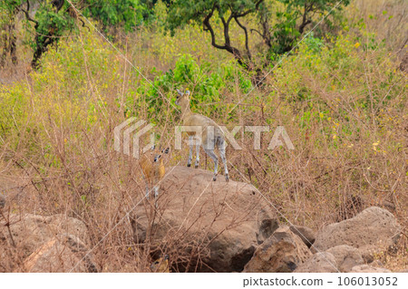 Kirk's dik-dik (Madoqua kirkii) in Lake Manyara national park, Tanzania Kirk's dik-dik (Madoqua kirkii) in Lake Manyara national park, Tanzania 106013052