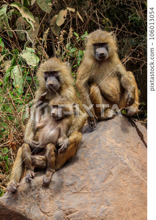 Family of olive baboons (Papio anubis), also called the Anubis baboons, on a stone in Lake Manyara National Park in Tanzania Family of olive baboons (Papio anubis), also called the Anubis baboons, on a stone in Lake Manyara National Park in Tanzania 106013054