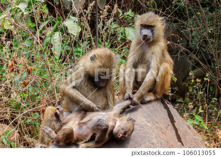 Family of olive baboons (Papio anubis), also called the Anubis baboons, on a stone in Lake Manyara National Park in Tanzania Family of olive baboons (Papio anubis), also called the Anubis baboons, on a stone in Lake Manyara National Park in Tanzania 106013055
