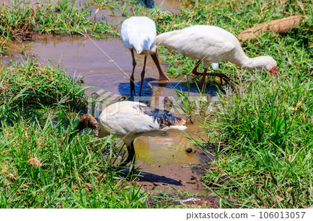 African sacred ibises (Threskiornis aethiopicus) in Lake Manyara National Park, Tanzania 106013057