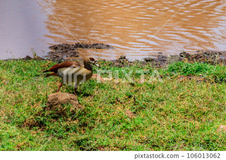 Egyptian goose (Alopochen aegyptiaca) in Ngorongoro Crater National Park in Tanzania. Wildlife of Africa 106013062