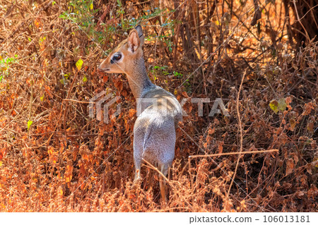 Kirk's dik-dik (Madoqua kirkii) in Lake Manyara national park, Tanzania 106013181
