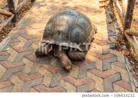 Aldabra giant tortoise on Prison island, Zanzibar in Tanzania Aldabra giant tortoise on Prison island, Zanzibar in Tanzania 106013212