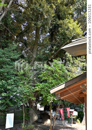 川口散步：神大木冰川神社神樹 川口市 神大木 106013281