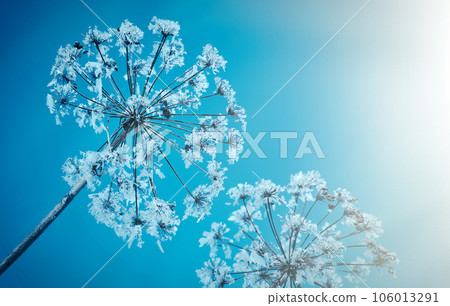 Crystal snow-flowers against the blue sky. 106013291