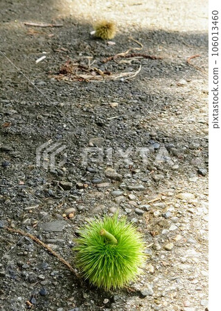 Two burrs have fallen on the asphalt 106013460