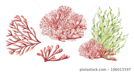 Set of sea plants, coral watercolor illustration isolated on white background. Pink agar agar seaweed, phyllophora hand drawn. Design element for package, label, wrapping, marine collection Set of sea plants, coral watercolor illustration isolated on white background. Pink agar agar seaweed, phyllophora hand drawn. Design element for package, label, wrapping, marine collection 106013597