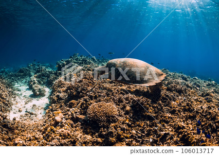 Turtle underwater in transparent blue ocean. Sea turtle swimming in sea 106013717