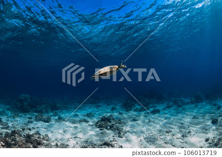 Panoramic view with sea turtle underwater in blue ocean. 106013719