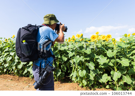 A landscape photographer takes a picture of a sunflower field 106013744