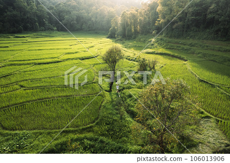 Rice fields in rural forest at dusk 106013906
