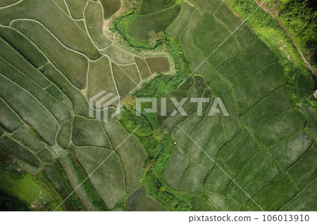 Rice fields in rural forest at dusk 106013910