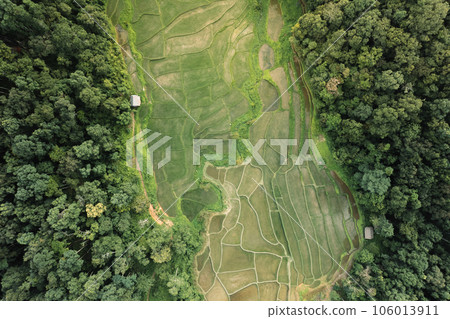 Rice fields in rural forest at dusk 106013911