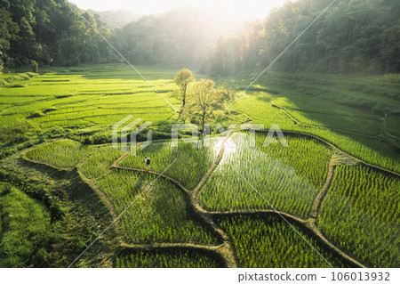 Rice fields in rural forest at dusk Rice fields in rural forest at dusk 106013932