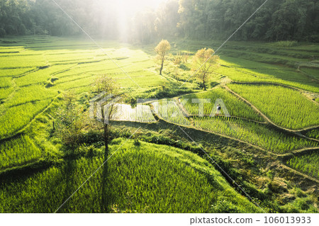 Rice fields in rural forest at dusk 106013933