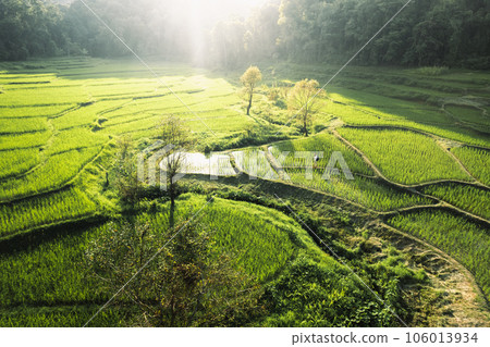 Rice fields in rural forest at dusk 106013934