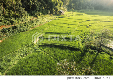 Rice fields in rural forest at dusk Rice fields in rural forest at dusk 106013935