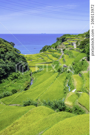 即將收穫的美麗濱浦梯田(佐賀縣玄海町) 即將收穫的美麗濱浦梯田(佐賀縣玄海町) 106013972