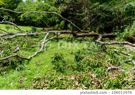 tree knocked down by strong wind 106013976