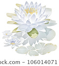 Watercolor illustration of Water Lily Floral and Botanical 106014071