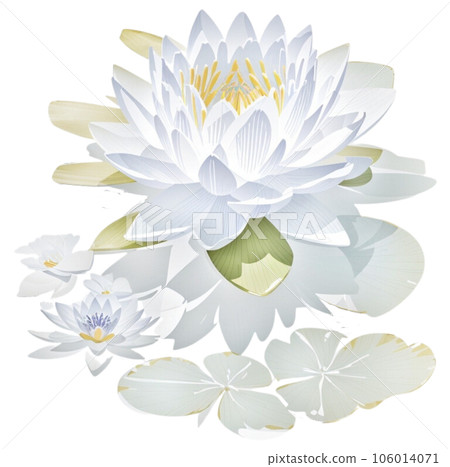 Watercolor illustration of Water Lily Floral and Botanical Watercolor illustration of Water Lily Floral and Botanical 106014071