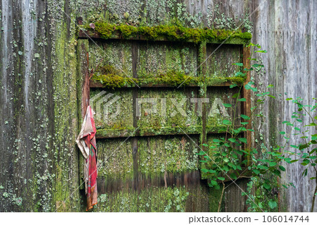 wall of an old wooden shed covered with mold, moss and lichens wall of an old wooden shed covered with mold, moss and lichens 106014744