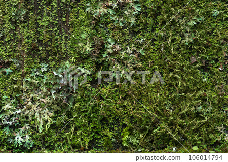 background, texture - surface completely covered with lichens and moss background, texture - surface completely covered with lichens and moss 106014794