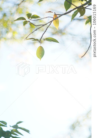 Gentle morning sun filtering through the trees Old lens 106015169