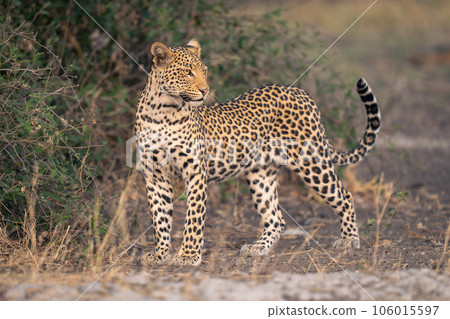 Leopard stands by leafy bush twisting head Leopard stands by leafy bush twisting head 106015597