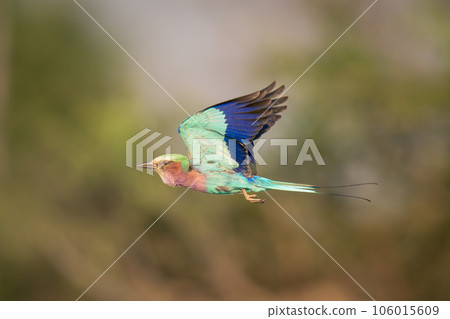 Lilac-breasted roller flies past trees lifting wings 106015609