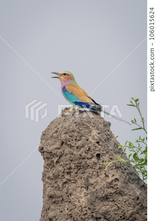 Lilac-breasted roller on termite mound opening beak 106015624