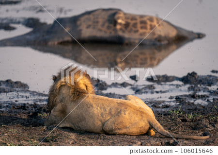 Lion lies watching dead giraffe in waterhole Lion lies watching dead giraffe in waterhole 106015646