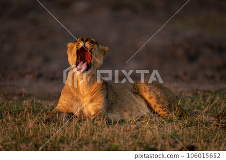 Lioness lies in grass yawning in sunshine Lioness lies in grass yawning in sunshine 106015652