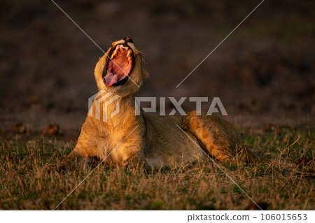 Lioness lies in grass yawning showing teeth Lioness lies in grass yawning showing teeth 106015653