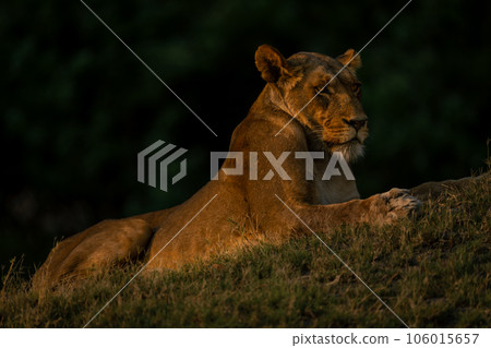 Lioness lies on grassy bank near woods Lioness lies on grassy bank near woods 106015657