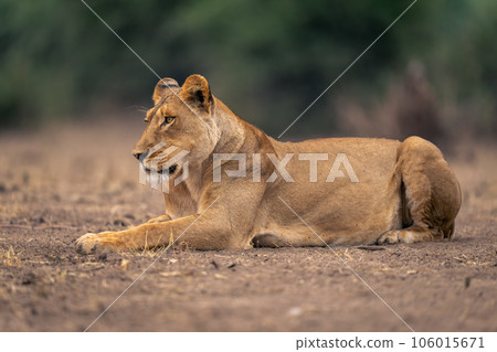 Lioness lies on sandy ground by trees 106015671