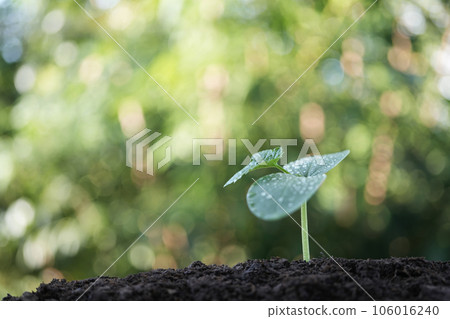 Sprout plant with big leaf growing Sprout plant with big leaf growing 106016240