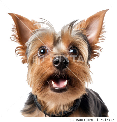 Surprised Yorkshire Terrier dog with Huge Eyes. Surprised Yorkshire Terrier dog with Huge Eyes. 106016347