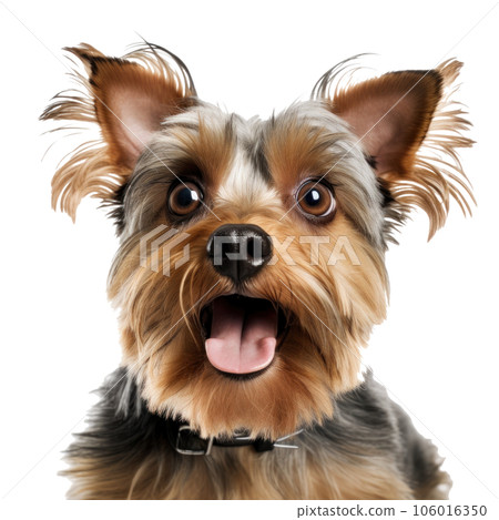 Surprised Yorkshire Terrier dog with Huge Eyes. Surprised Yorkshire Terrier dog with Huge Eyes. 106016350