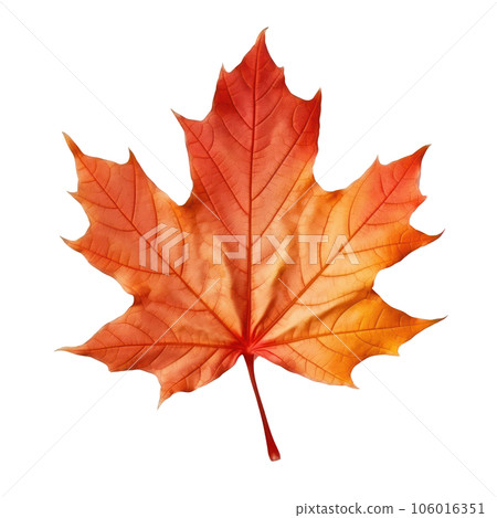 Autumn colored fall leaf isolated. Autumn colored fall leaf isolated. 106016351